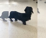 Small #1 Dachshund