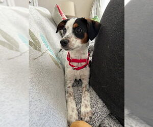 Chihuahua-Unknown Mix Dogs for adoption in Wakefield, RI, USA