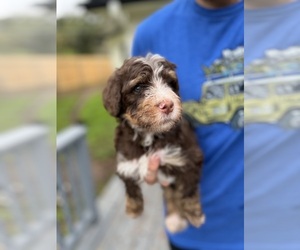 Bernedoodle Puppy for Sale in AUSTIN, Texas USA
