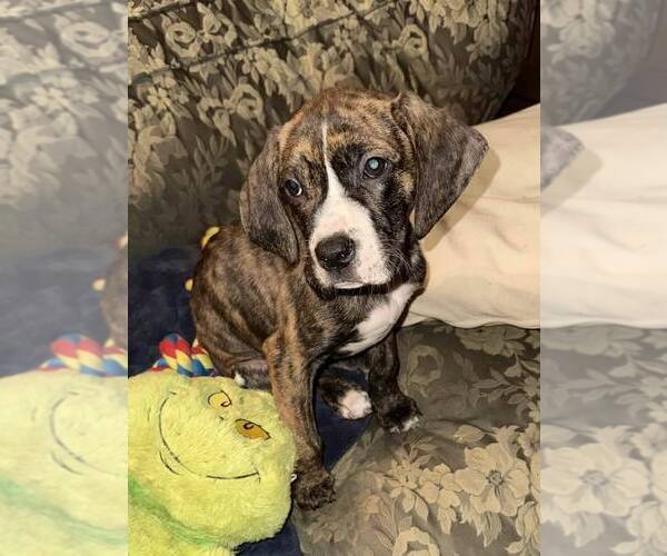 Medium Photo #4 Boxador Puppy For Sale in New York, NY, USA