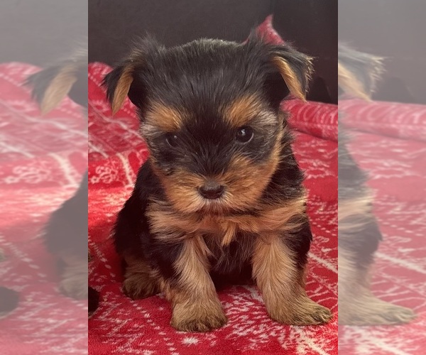 Medium Photo #1 Yorkshire Terrier Puppy For Sale in PERTH, NY, USA