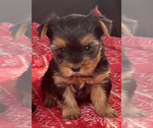 Yorkshire Terrier Puppy for sale in PERTH, NY, USA