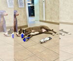 Small #27 American Pit Bull Terrier-Labrador Retriever Mix