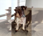 Small Photo #2 - Mix Puppy For Sale in San Diego, CA, USA