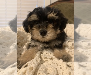 YorkiePoo Puppy for sale in FORT WORTH, TX, USA