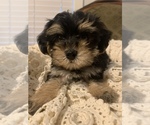 Small Photo #1 YorkiePoo Puppy For Sale in FORT WORTH, TX, USA