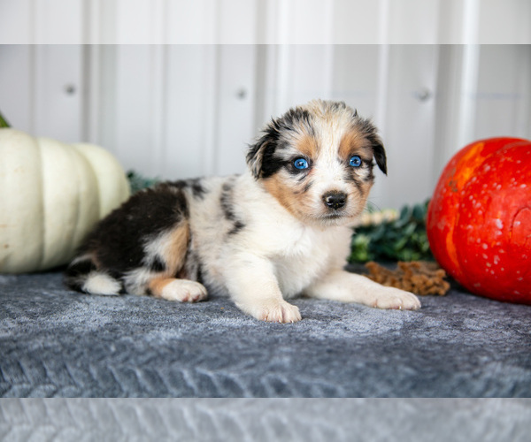 Medium Photo #2 Australian Shepherd Puppy For Sale in CAMDEN, MI, USA