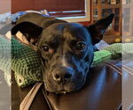 Small #7 American Pit Bull Terrier Mix