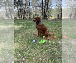 Mother of the Golden Retriever puppies born on 06/25/2025