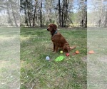 Small Photo #1 Golden Retriever Puppy For Sale in GLIDE, OR, USA