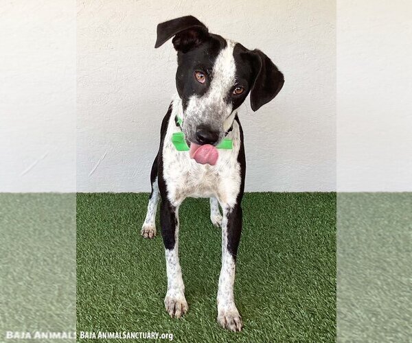 Medium Photo #3 Border Collie-Unknown Mix Puppy For Sale in San Diego, CA, USA