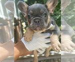 Small #1 French Bulldog