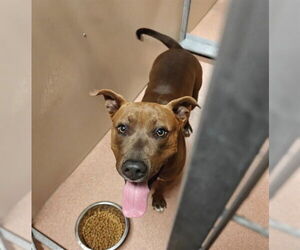 Mutt Dogs for adoption in Ogden, UT, USA