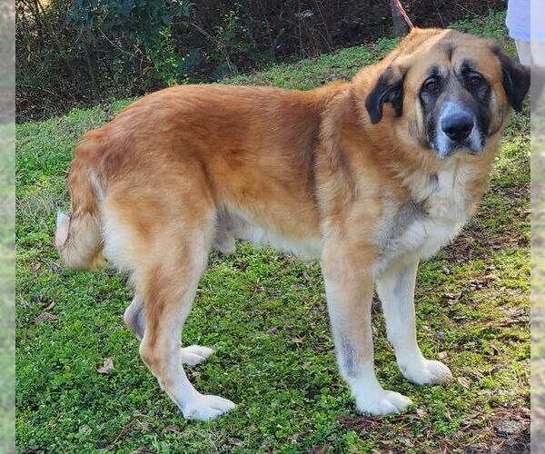 Medium Photo #1 Great Pyrenees-Unknown Mix Puppy For Sale in Wetumpka, AL, USA