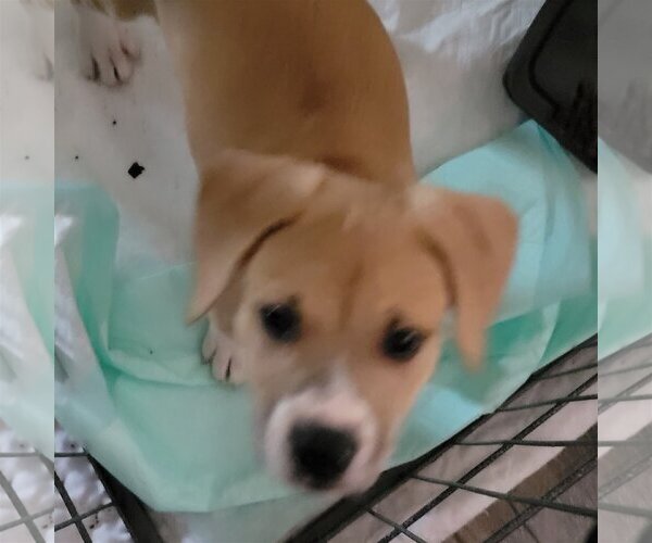 Medium Photo #11 Beagle-Unknown Mix Puppy For Sale in Spring, TX, USA