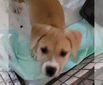 Small #10 Beagle Mix