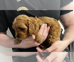 Cavapoo (Miniature) Puppy for sale in KALAMAZOO, MI, USA