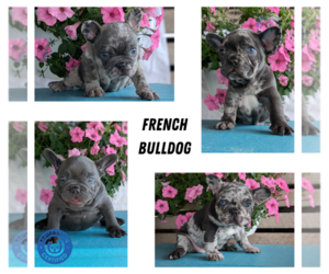 French Bulldog Litter for sale in GOSHEN, IN, USA