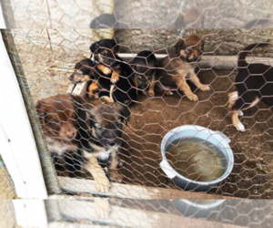 Shepradors Puppy for sale in CALHAN, CO, USA