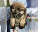 Small Photo #4 Soft Coated Wheaten Terrier Puppy For Sale in MILWAUKEE, WI, USA