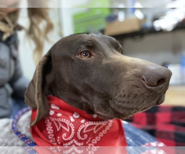 Medium Photo #4 German Shorthaired Pointer Puppy For Sale in GREENVILLE, SC, USA