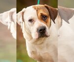Small Photo #3 Bulldog-Labrador Retriever Mix Puppy For Sale in Stafford, VA, USA