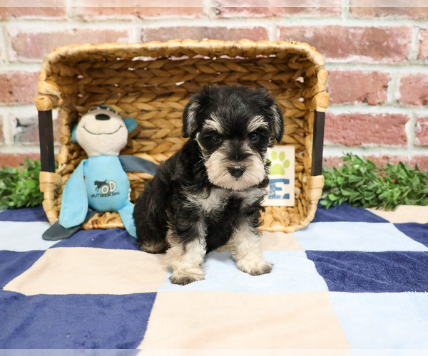 Medium Photo #4 Schnauzer (Miniature) Puppy For Sale in SYRACUSE, IN, USA