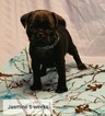 Small Photo #5 Pug Puppy For Sale in PARSONS, KS, USA