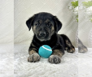 Golden Shepherd Puppy for sale in GREENFIELD, IN, USA