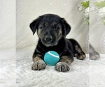 Image preview for Ad Listing. Nickname: Grayson