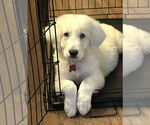 Small Photo #2 Great Pyrenees-Unknown Mix Puppy For Sale in Grafton, WI, USA