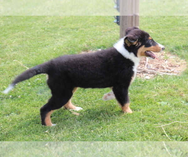 Medium Photo #3 Bernese Mountain Dog-Collie Mix Puppy For Sale in SHILOH, OH, USA