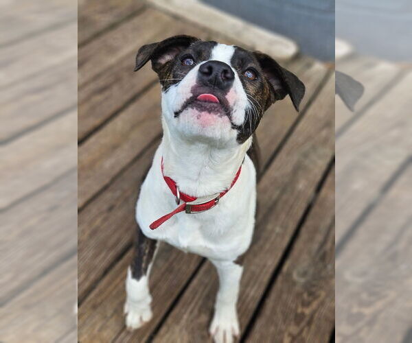 Medium Photo #8 Mutt Puppy For Sale in Evansville, IN, USA