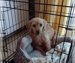 Small #5 Poodle (Miniature)