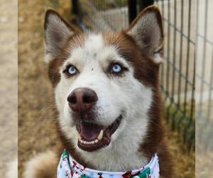 Siberian Husky-Unknown Mix Dogs for adoption in San Antonio, TX, USA