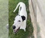 Small #4 American Pit Bull Terrier Mix