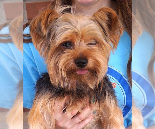 Medium Photo #2 Mutt Puppy For Sale in Carrollton, TX, USA