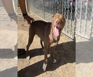 BETTY BOOP - Female Mutt Dog for Adoption - Photo #2