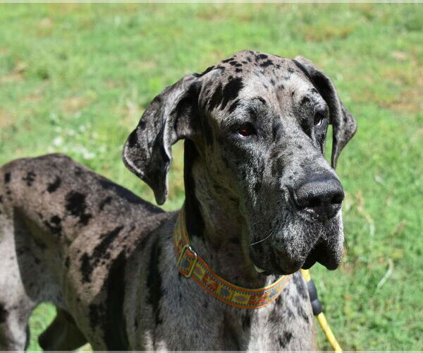 Medium Photo #7 Great Dane Puppy For Sale in Huntersville, NC, USA