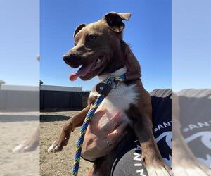 Chihuahua-Unknown Mix Dogs for adoption in Santa Cruz, CA, USA