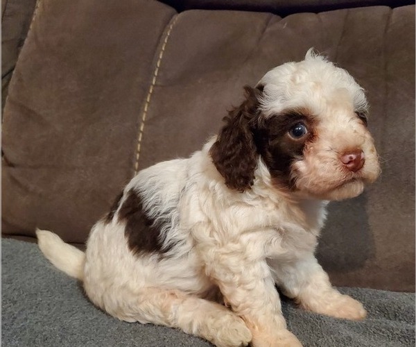 Medium Photo #21 Bernedoodle (Miniature) Puppy For Sale in LEETONIA, OH, USA