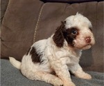 Small #20 Bernedoodle (Miniature)