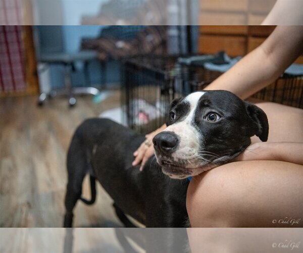 Medium Photo #1 Labrador Retriever-Mountain Cur Mix Puppy For Sale in Shreveport, LA, USA