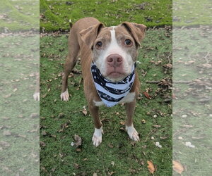 American Staffordshire Terrier-Unknown Mix Dogs for adoption in Calhoun, GA, USA