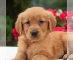Small #3 Golden Retriever