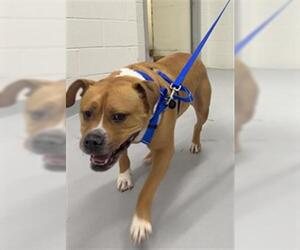 American Staffordshire Terrier Dogs for adoption in Boston, MA, USA