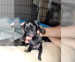 Small Photo #26 French Bulldog Puppy For Sale in FONTANA, CA, USA