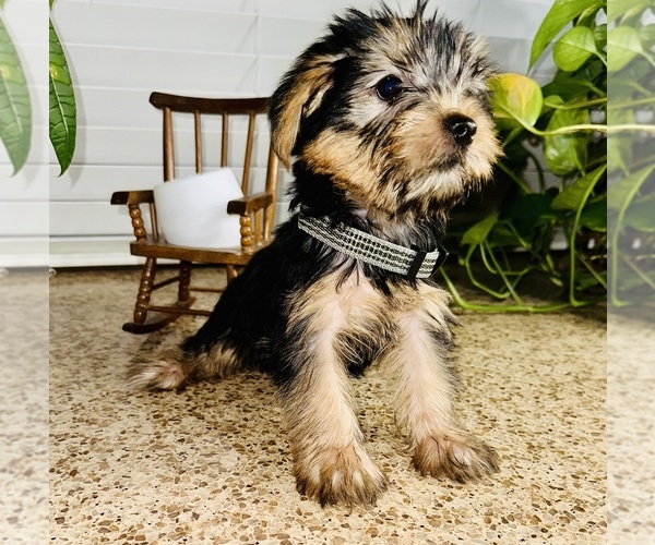 Medium Photo #3 Yorkshire Terrier Puppy For Sale in RIVERSIDE, CA, USA