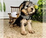 Small Photo #3 Yorkshire Terrier Puppy For Sale in RIVERSIDE, CA, USA
