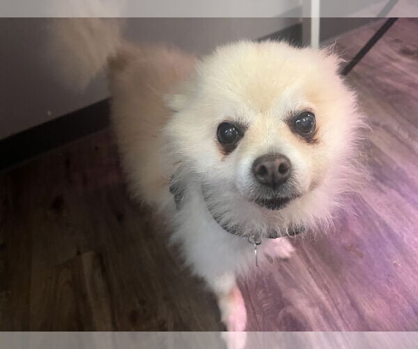 Medium Photo #7 Pomeranian Puppy For Sale in St. Louis Park, MN, USA